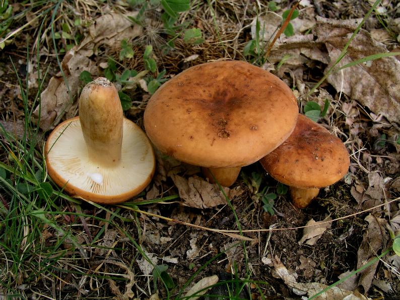 Lactarius fotog. il12.06.07